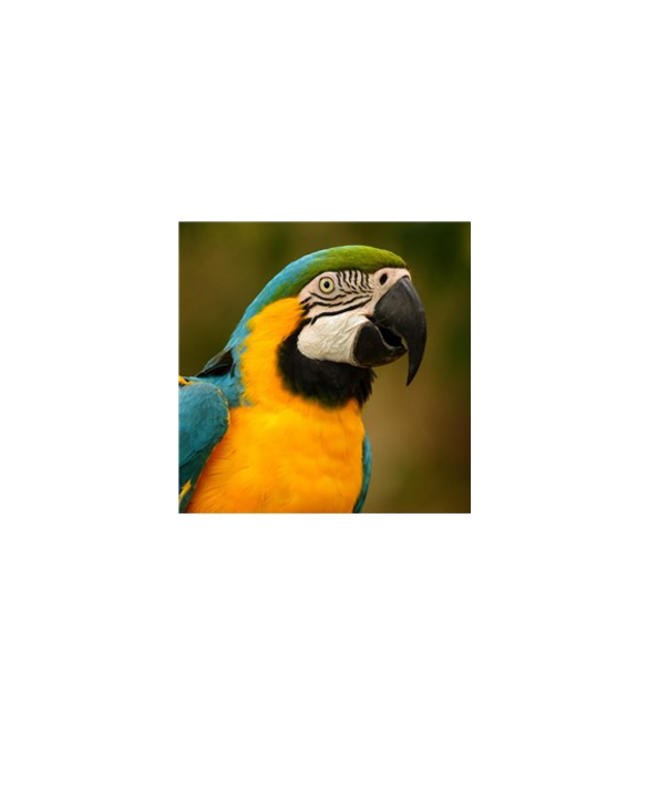 blue and gold macaw