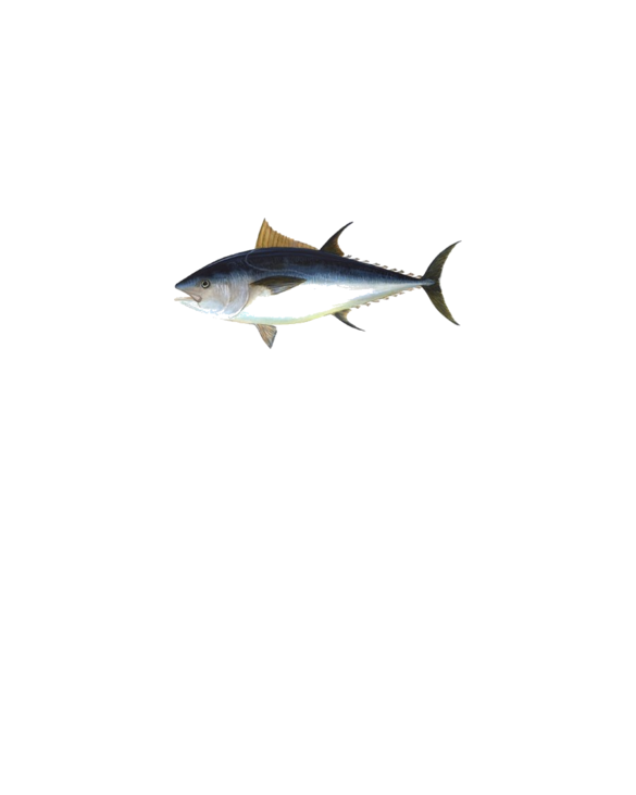 Bluefin Tuna illustration