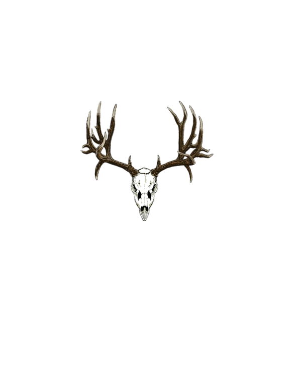 Buck deer skull