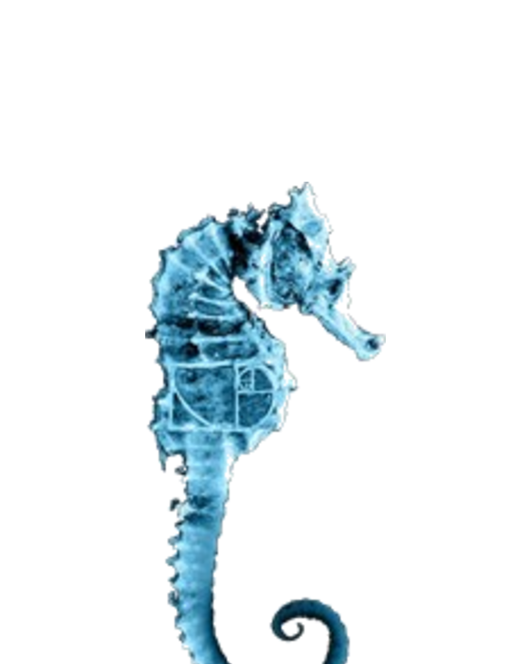 Fringe seahorse -