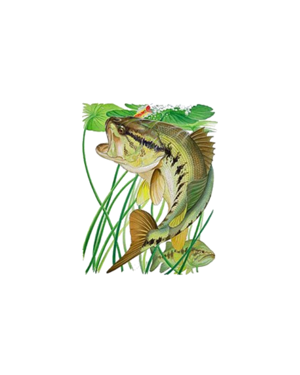 Largemouth Bass with Lily Pads