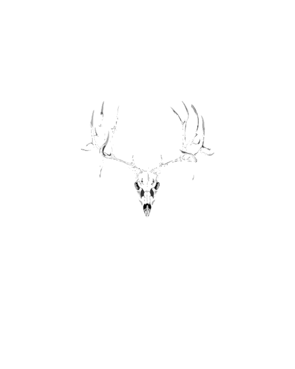 Mule deer skull white