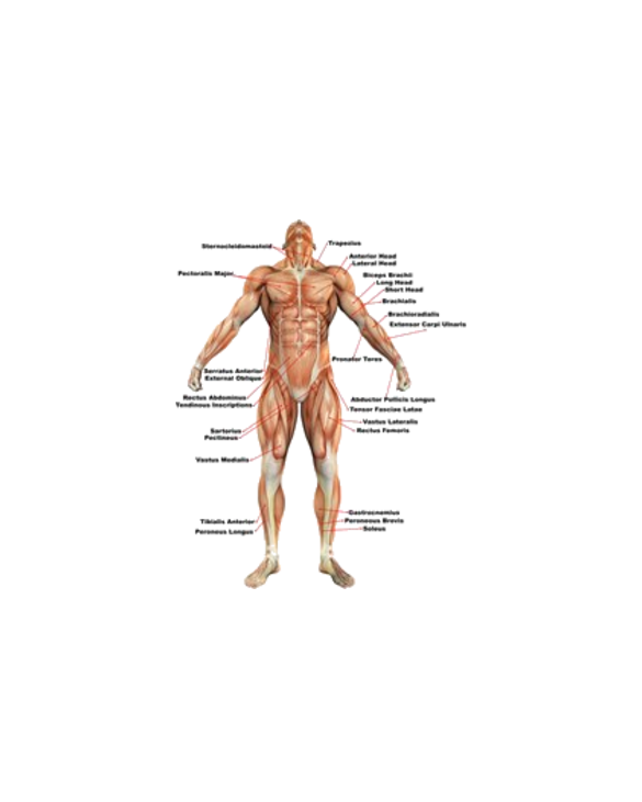 Muscle Anatomy