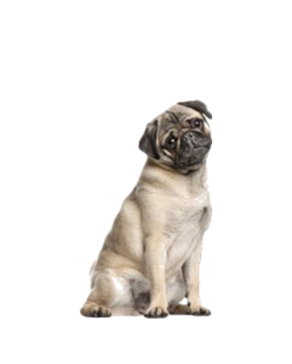 Pug Traits