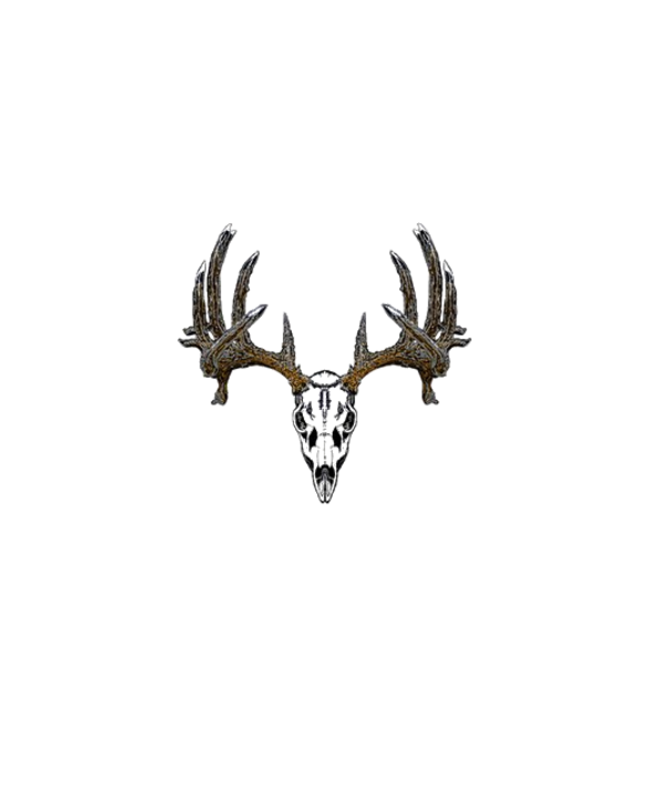 Whitetail deer skull